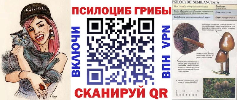 магазин продажи наркотиков  Любань  Псилоцибиновые грибы GOLDEN TEACHER 